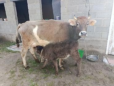 молочная корова: Продаю | Корова (самка) | Полукровка | Для молока | После отела — 1