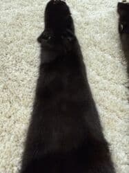 Мыши: Норка. Шкуры меховые (2шт) Цельные. Подойдут на шапку или воротник — 3