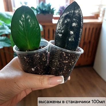 деревия: Продаю укорененные листики с хорошей бульбой и корнями -замиокулькас — 3