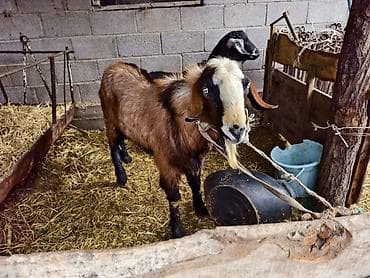 козлы: Продаю | Козёл (самец) | Для разведения | Осеменитель — 3