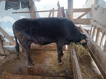 Продаю | Бык (самец) | На откорм | Привязанные