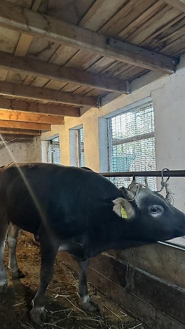 собака охотник: Продаю | Бык (самец) | На откорм | Привязанные — 3