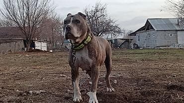 собачку купить: Питбуль, 4 года, Самка, С прививкой — 2