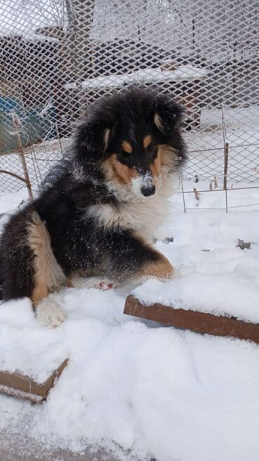мопс щенки: Колли, 3 месяца, Самка, С прививкой — 9