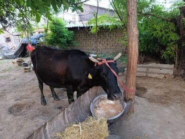 продаю музоо торпок корова самка бык самец айрширская ангус алатауская на забой для разведения на откорм племенные нетель привязанные: Сатам | Кунаажын, Уй (ургаачы) | Швиц, Голштин, Симментал | Бооз, Кунажын — 7