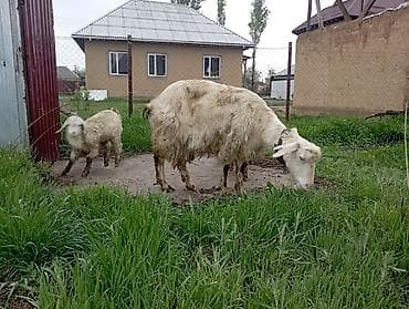 мыло коза: Продаю | Коза (самка) | Для молока — 3