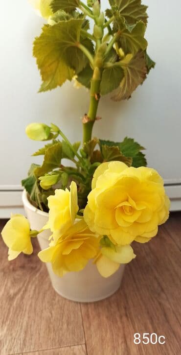 рассада смородины: Продаю комнатные растения ❤ — 2