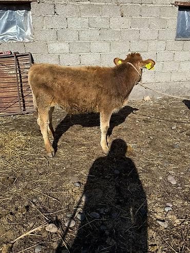 Продаю | Тёлка | На откорм | Привязанные