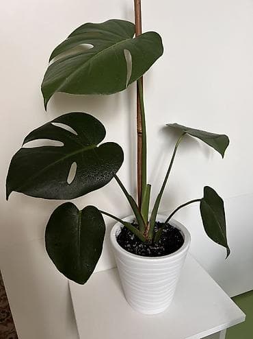 цветок мухоловка: Монстера 800 сом — 1