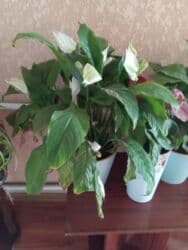 официанты ош: Ашканага срочна требуетца повар универсал аял киши без вредных — 1