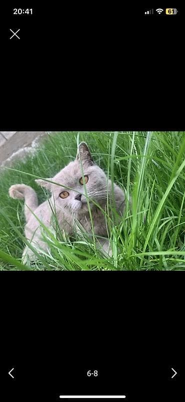 кошка мышык: Британские котята, окраc голубой (blue). Классическая плюшевая шубка — 9