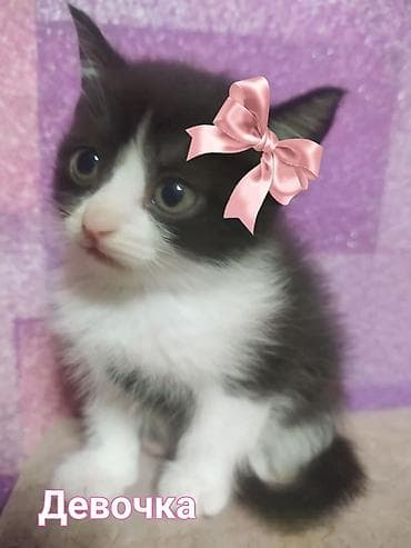 Скотиш Фолд (Шотландская вислоухая), 1 месяц, Девочка, Метис, Приучена к лотку