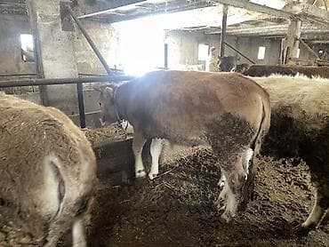 симентал карова: Продаю | Тёлка | На откорм | Отела не было, Привязанные — 6