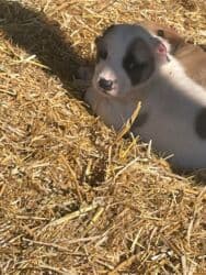 кавказ собака: Алабай, 1 айлык, Эркек, Ит тегин тастыктоочу документ — 2