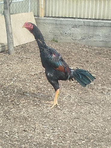 Дакан жожо короз сатылат активный алмашу жолдору бар адрес Бишкек