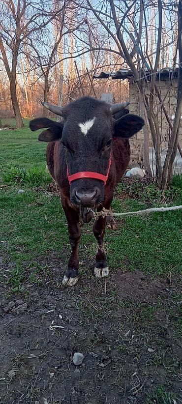 уй карова: Продаю | Корова (самка) | Для разведения | Племенные — 4