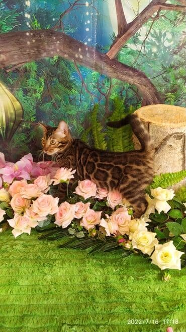 новорожденные котята: Красивейшие бенгальские котята. большие четкие розетки .контрастный — 2