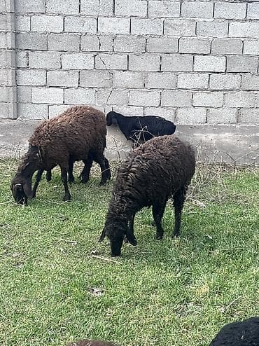 цыплята бройлера токмок: Продаю | Ягненок | На забой — 7