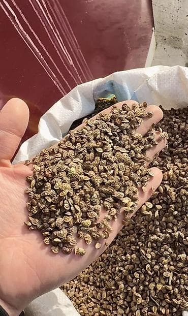 Эспарцет оптом 
Гарантия 100%