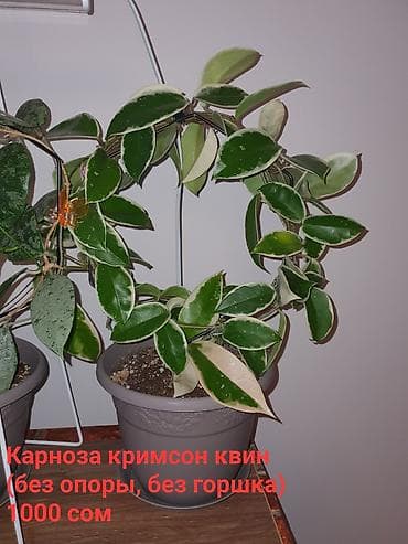 Орхидеи: Взрослые сортовые хойи в продаже: Цена указана за растение. Опора в — 4