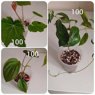 Декор и интерьер: Комнатные цветы. Бегония, филодендрон миканс, диплодения, молочай — 1