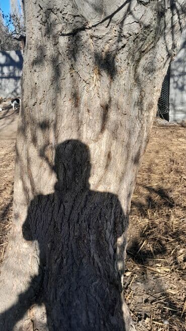 бу спальный гарнитур бишкек цены: Жаңгак багы сатылат — 8