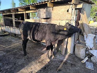 голова лошади: Продаю | Бык (самец) | Голштин | На откорм | Привязанные — 7