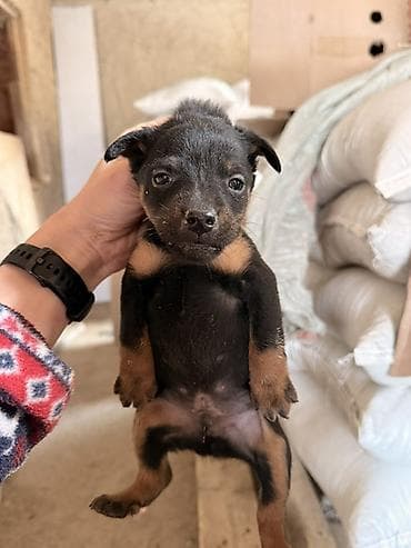 малбазар kg: Ягдтерьер, 1 месяц, Самец, С прививкой — 4