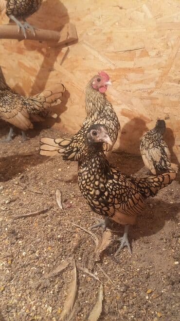 ак кеклик: Сатам | Тооктор | Көбөйтүү үчүн — 6