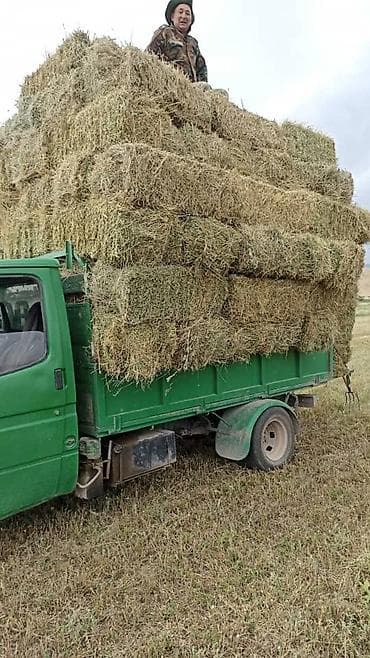 Животные: Беде тюк сатылат Сокулукта полядан 220 сом — 1