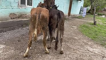 уй жаныбар: Сатам | Кунаажын | Бордоп семиртүү үчүн | Байланган — 4