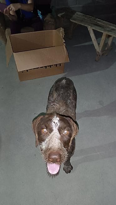 продается куры: Актуально с 10:00 до 10:00 вечера ночю и утром не звонить!!! — 6