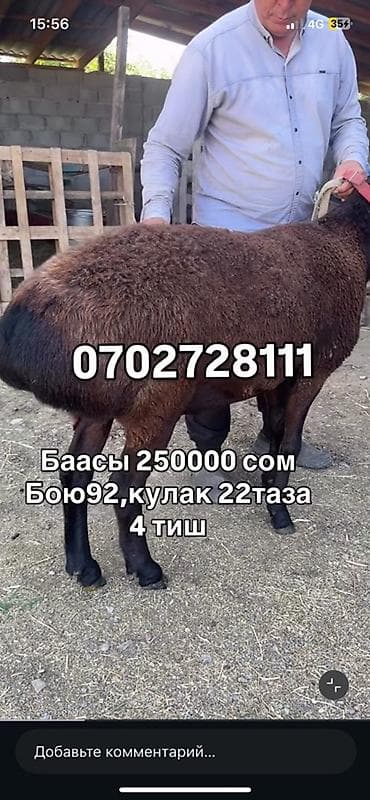 говяжий хвост: Продаю | Овца (самка) | Для разведения | Племенные — 3