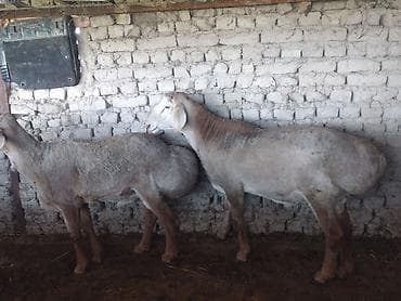 кыргыз и собака: Сатам | Ургаачы кой (ургаачы) | Көбөйтүү үчүн | Ургаачы — 2