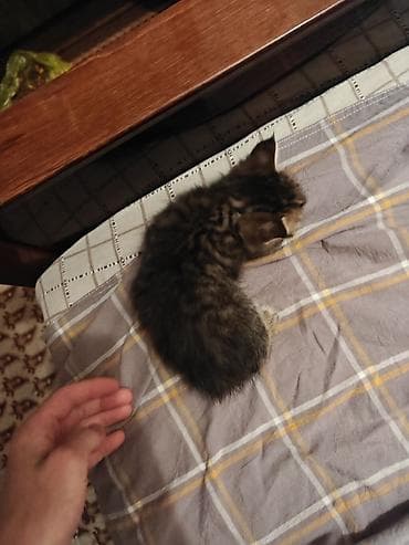 scottish fold: Котята месячные, два вислоухих и у двух по пол хвоста(с рождения) в — 5