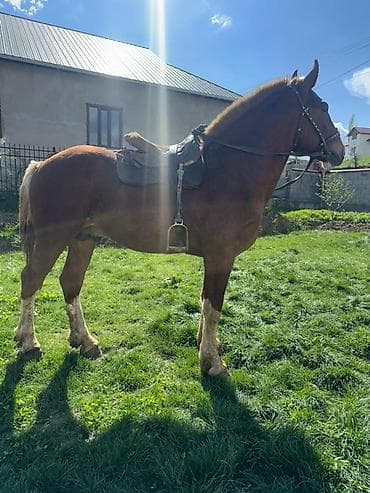 жылкы жаныбар: Сатам | Тай | Көбөйтүү үчүн, Жумушка, Ат спорту | Жасалма жол менен боозутуу — 4