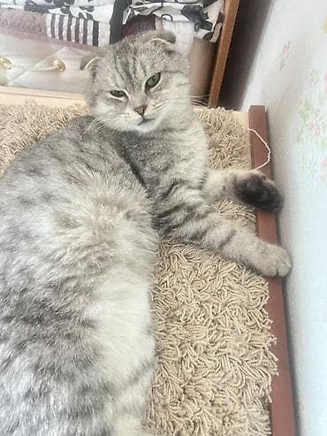 веслоухий кошка: Кошка даром: Скотиш Фолд (Шотландская вислоухая), 11 месяцев, Мальчик — 3