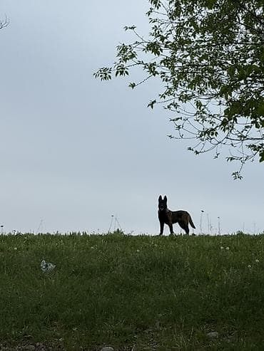 ит арзан: Бельгийская овчарка, 5 месяцев, Самец — 3