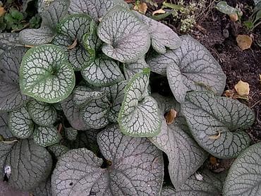 всё для огорода: Садовые растения - кустарники ( вейгела пестролистная, рябинник — 6