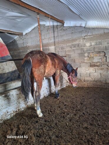 кролик декоративный: Продаю | Жеребец | Рабочий | Племенные — 5