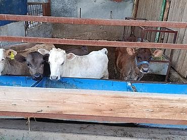 шотландская кошка цена бишкек: Продаю | Бык (самец), Музоо, торпок | Ангус, Алатауская, Швицкая | На откорм, На забой, Для разведения | Племенные, Искусственник — 8