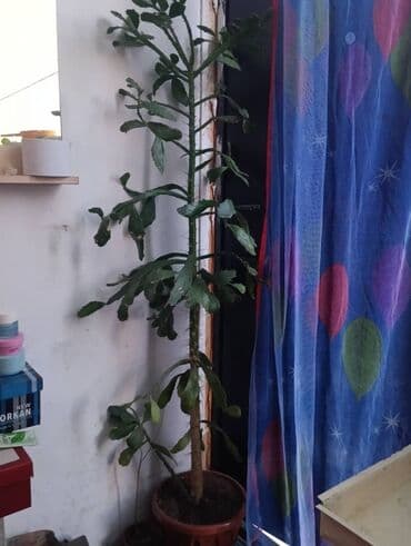 стол с регулировкой высоты бишкек: Бир метрден узун — 1