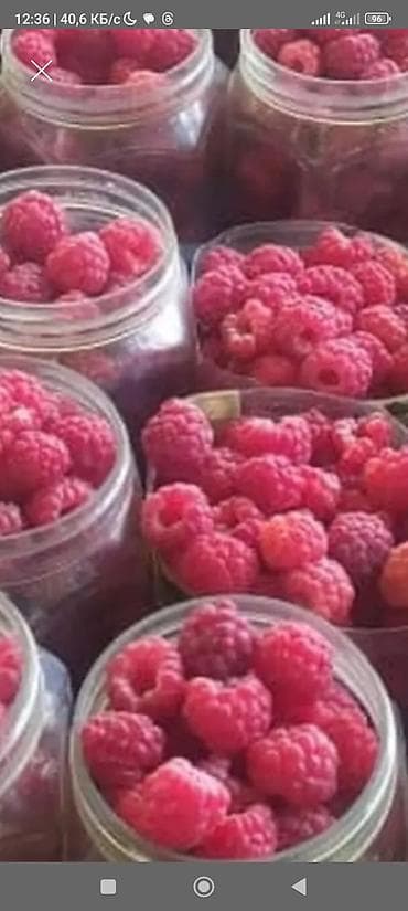 дорпер кой: Саженцы малины (корневые отпрыски) Сорт геракль - Культура: малина — 2