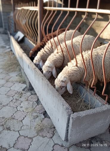 корма для сх животных: Кормушка/яслі для КРС и овец с ограждением - Длинная бетонная — 1