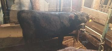 Рыбы: Продаю | Бык (самец) | На откорм | Привязанные — 3