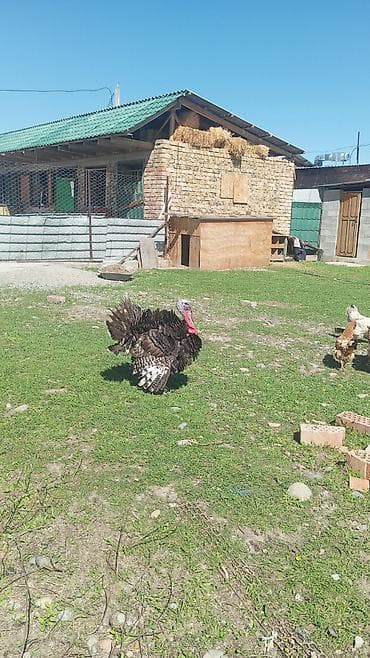 кант бараны: Продаю | Индюк (самец) | Для разведения — 2