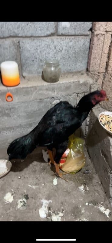 брама кохинхин цыплята: Продаю | Петух | Бойцовая | Для разведения — 2