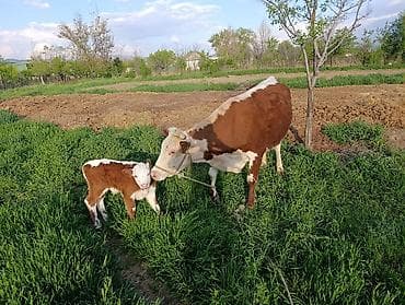 Продам с/х животных: Продаю | Корова (самка) | Герефорд | Для разведения | Привязанные — 8