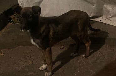 продам собаку: Овчарка, 2 месяца, Самка — 5