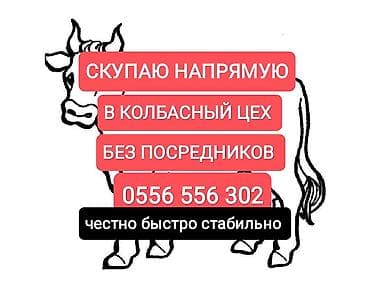 Колбаса цехи : Жылкылар, аттар, | Союуга, этке